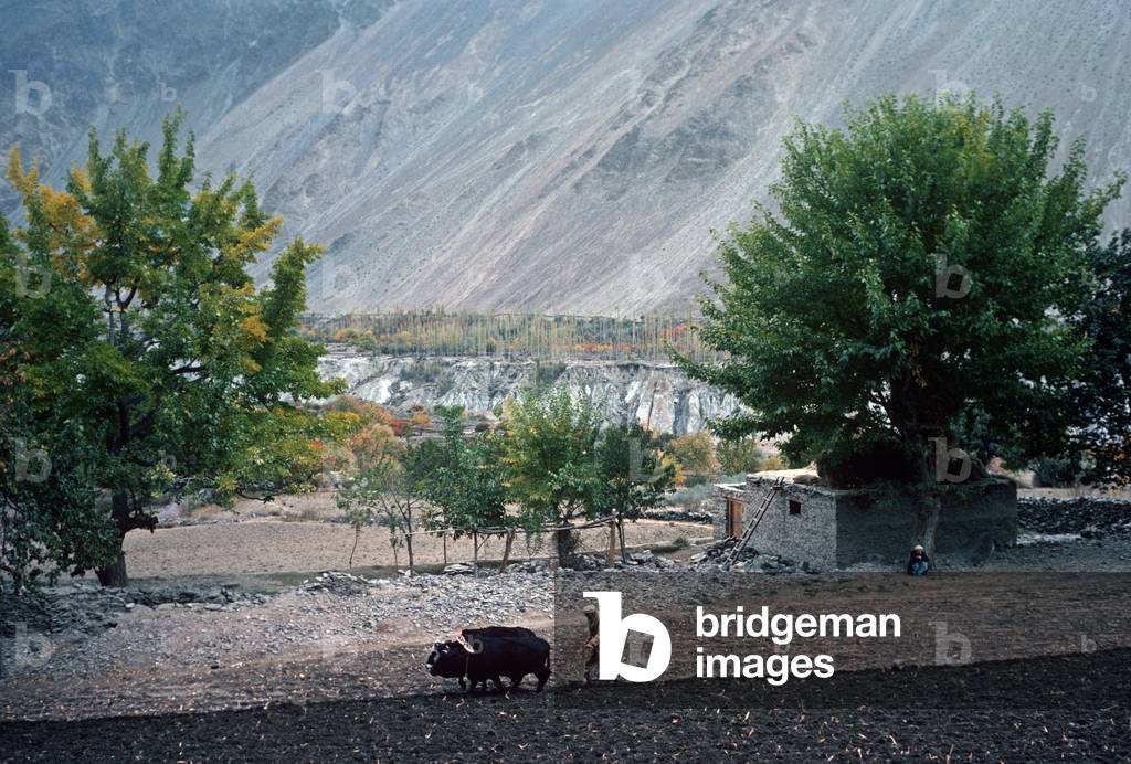 Ploughing with oxen in Hunza Valley, Gilgit-Baltistan Administrative Area, Pakistan (photo)