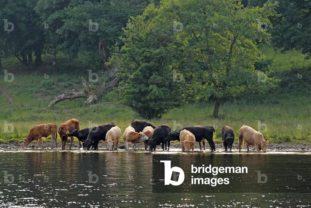 Enniskillen, Lough Erne, County Fermanagh, Northern Ireland, UK (photo)