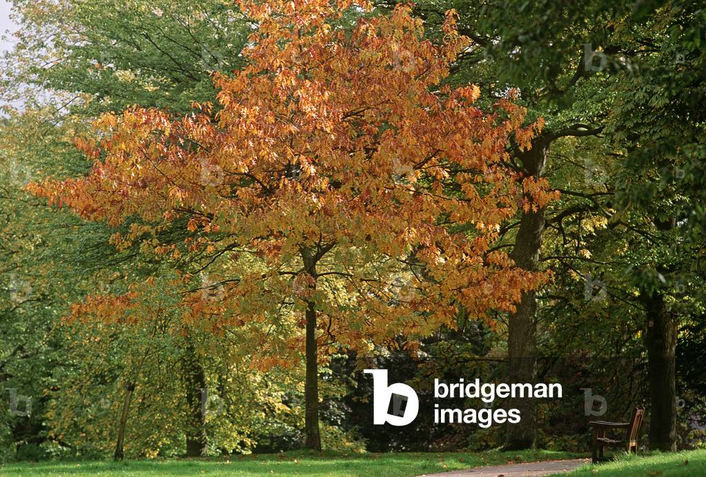 Autumn in Waterlow Park, North London, London, UK (photo)