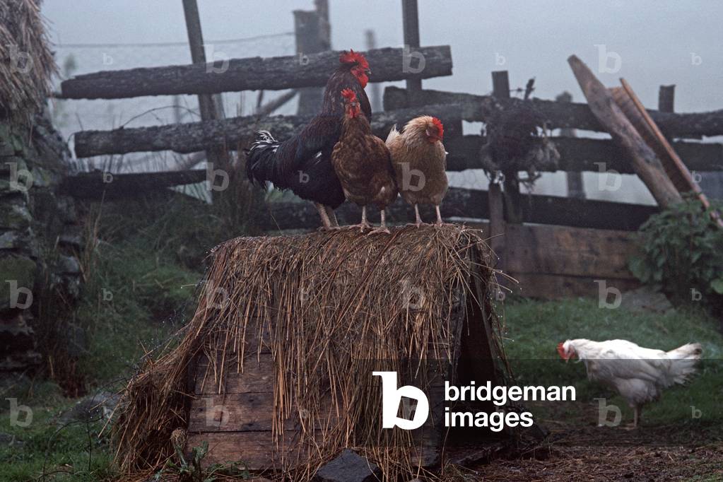 Chickens in the Blue Stack Mountains, Donegal, Ireland (photo)