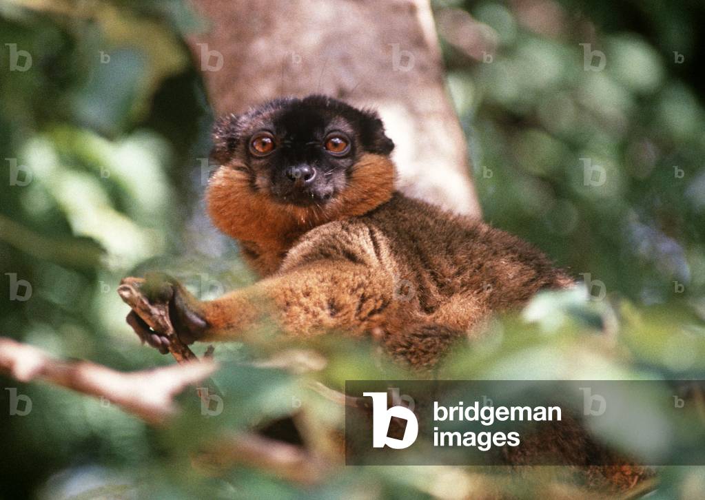 Common Brown Lemur, Madagascar, East Africa, Africa (photo)