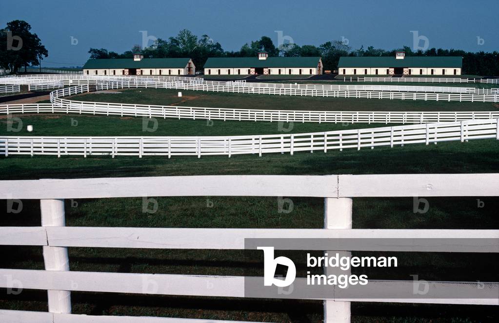 Calumet Thoroughbred Horse Farm, Blue Grass Country, Lexington, Kentucky, USA (photo)