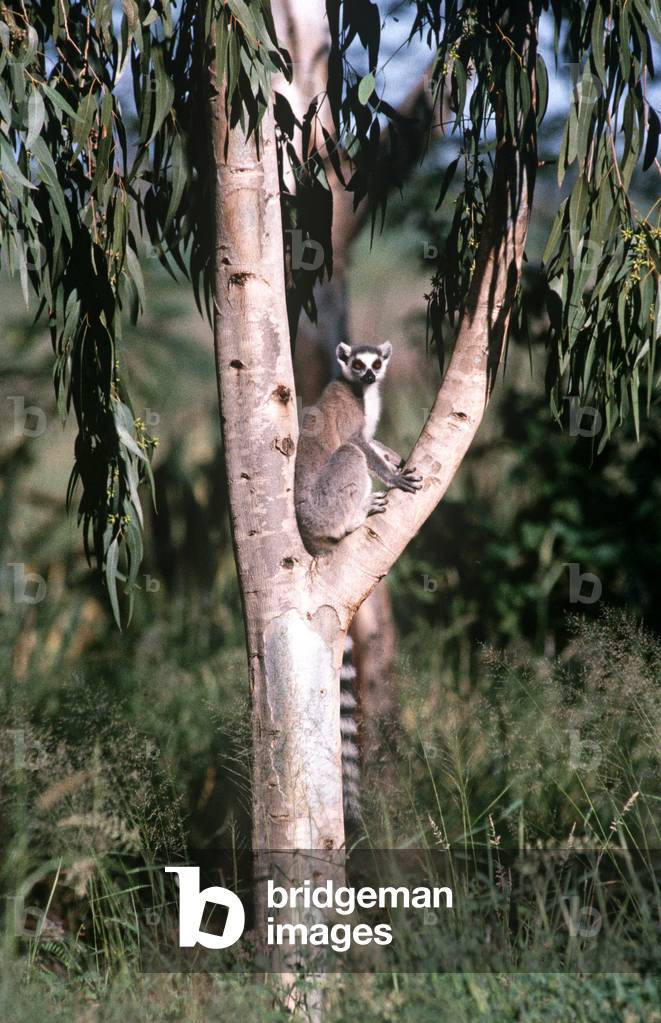 Ring-Tailed Lemurs, Madagascar, East Africa, Africa (photo)