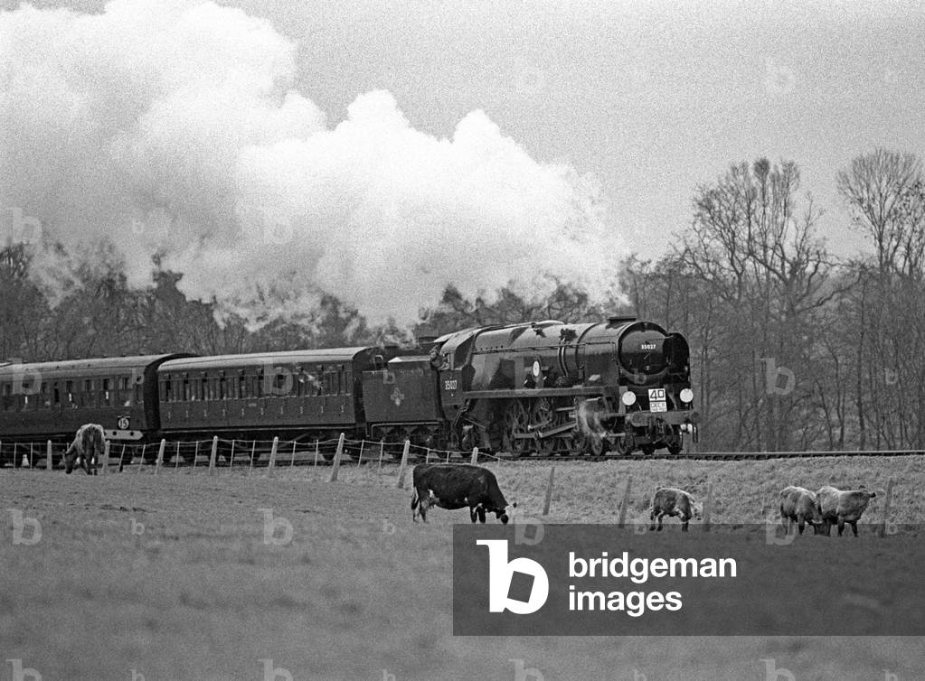 Cows in a field alongside the Bluebell Heritage Railway, West Sussex, England, UK, 1990 (b/w photo)