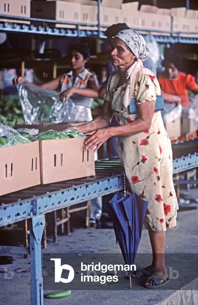 Banana plantation worker packing bananas, Isletas, Honduras (photo)