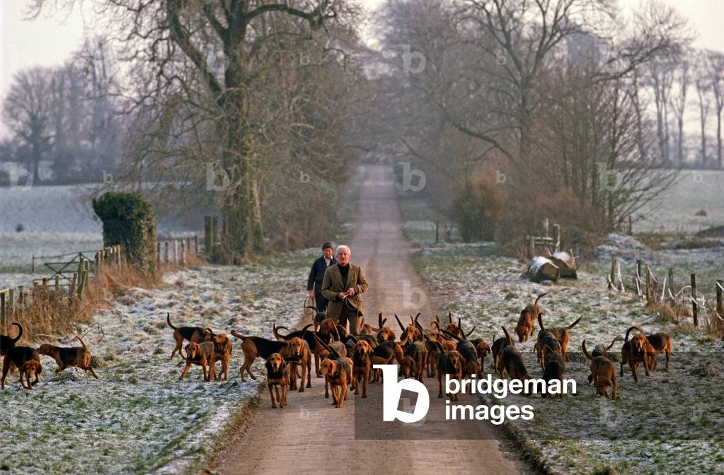 Fox Hunting Hounds Breeding Farm, County Kilkenny, Ireland. Hunting Referred To By W. B. Yeats In 'Hound Voice'.  (photo)