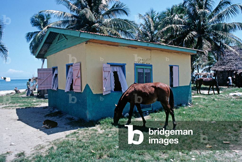 Horses grazing in front of colourful house on Mosquito Coast, Honduras (photo)