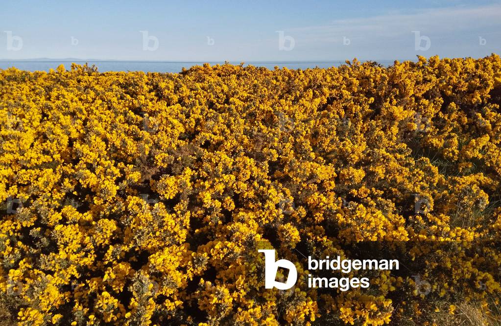 Gorse Blossom, Kearney Point, Northern Ireland, 2020 (photo)