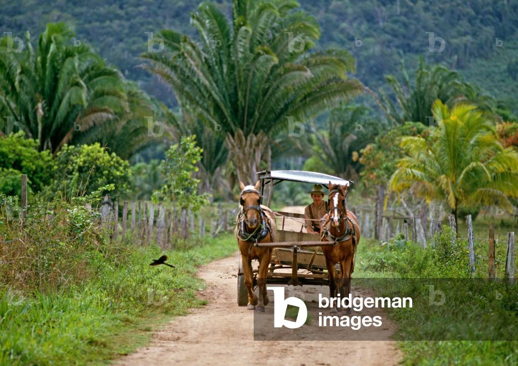 Orthodox Mennonite in horse and buggy, Belize, Central America, June 1985 (photo)