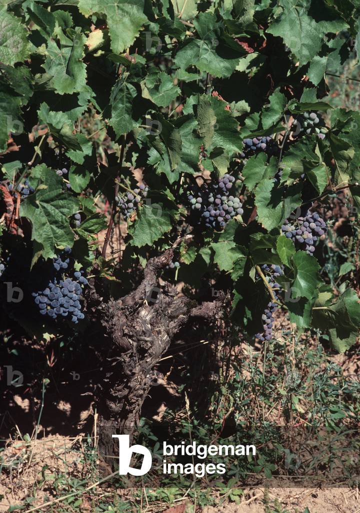 Cahors grapes growing on vines in Lot countryside vineyard, Lot Department, South West France (photo)