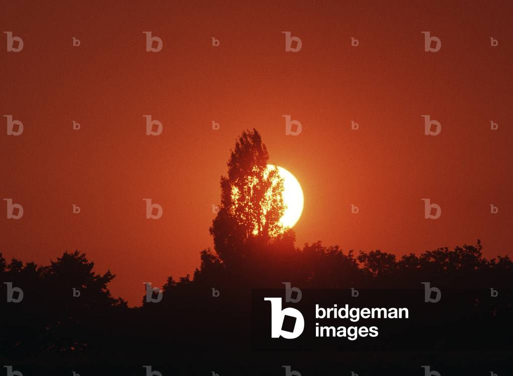 Setting sun, Hampstead Heath, North London, England, UK (photo)