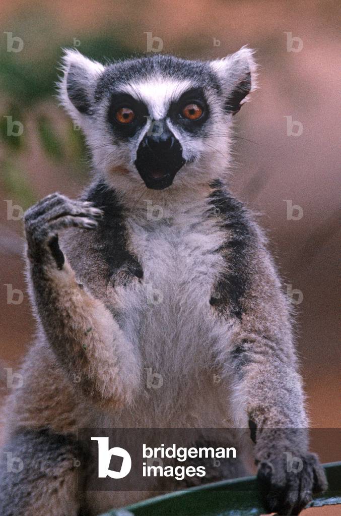 Ring-Tailed Lemurs, Madagascar, East Africa, Africa (photo)