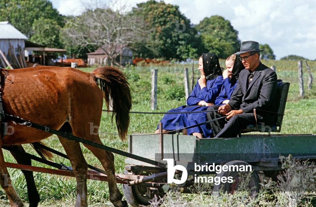 Orthodox Mennonites in horse and buggies, Belize, Central America, June 1985 (photo)