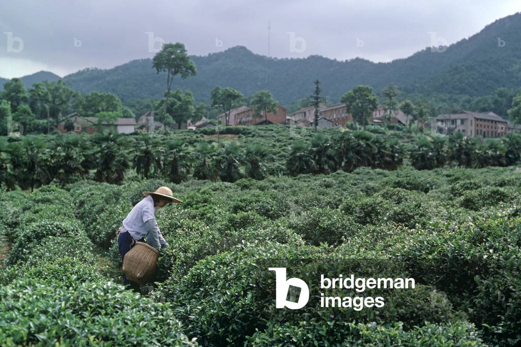 Chinese tea pickers, Hangzhou Tea Company plantation, Hangzhou, Zhejiang Province, China (photo)