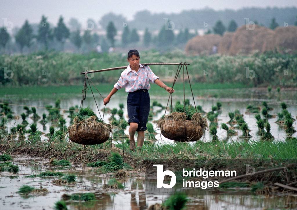 Chinese commune worker carrying rice seedlings in baskets between pole for transplanting in puddled level fields, Nanjing, Jiangsu Province, China (photo)