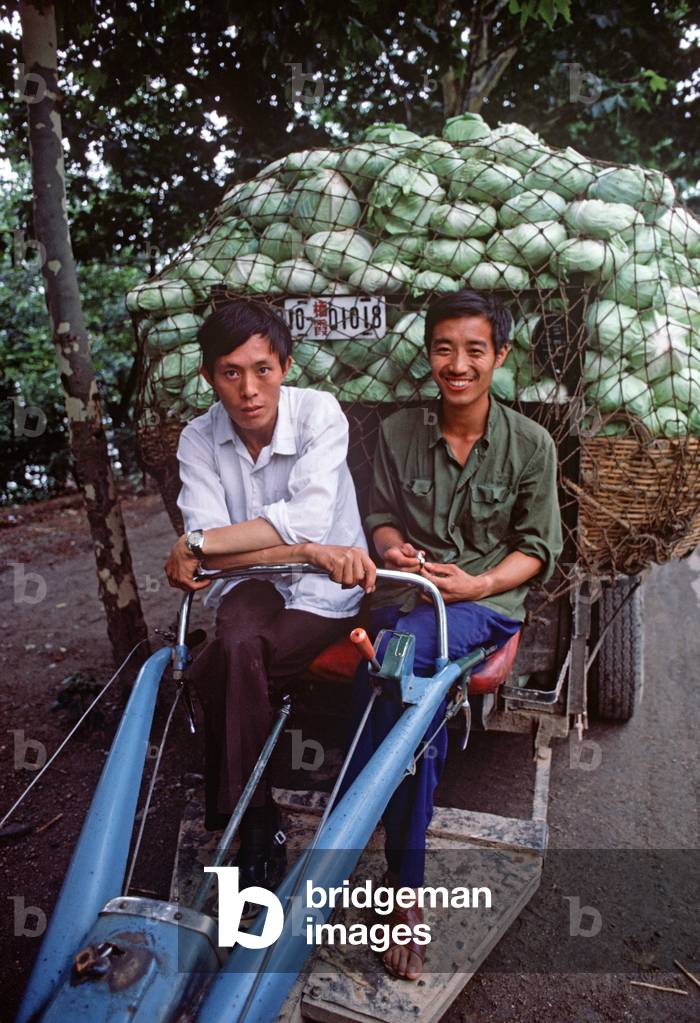 tractor transport of cabbages for Nanjing market, Jiangsu Province, China (photo)