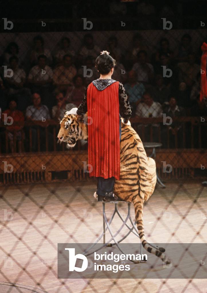 Circus act with tiger in Shanghai Circus, Shanghai, China (photo)
