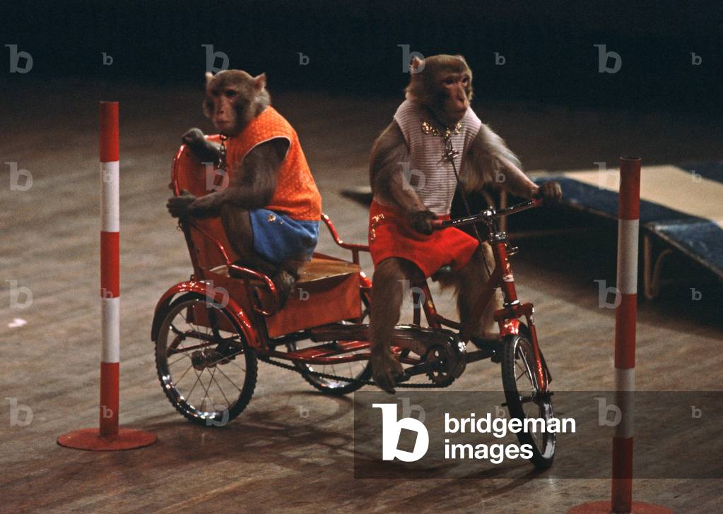 Circus act with , Shanghai Circus, Shanghai, China (photo)