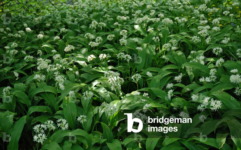 Wild Garlic, Lower Lough Erne, County Fermanagh, Northern Ireland, UK (photo)