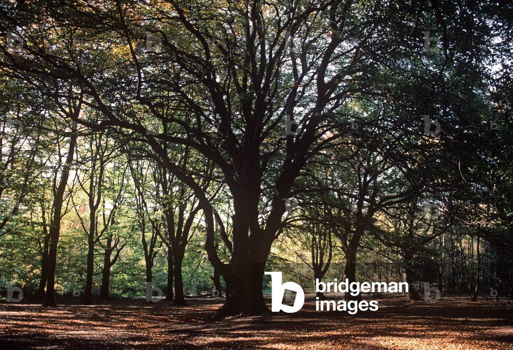 Early autumn, Hampstead Heath, North London, England, UK (photo)