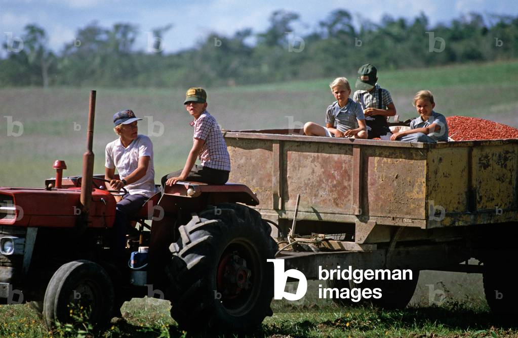 Mennonites from Spanish Lookout settlement working on farmland, Belize, Central America, June 1985 (photo)