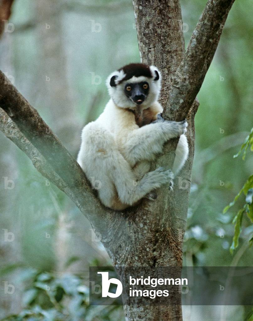 Sifaka Lemur, Madagascar, East Africa, Africa (photo)