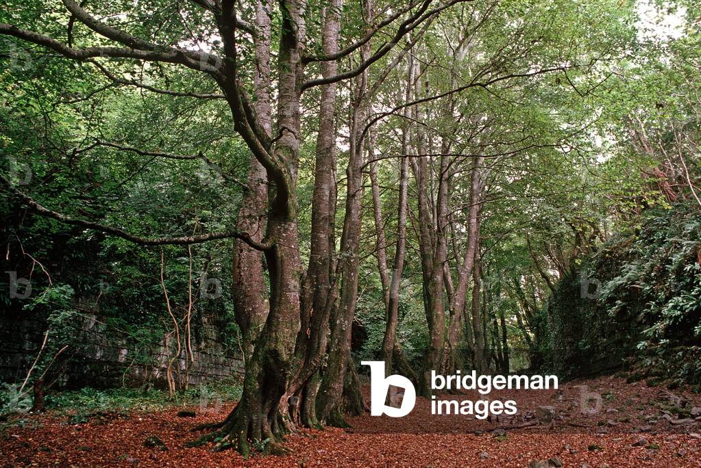 The Alt, Glen On The Side Of Knocknarea Hill, County Sligo, Ireland, Referred To By W. B. Yeats In 'The Man And The Echo'. (photo)