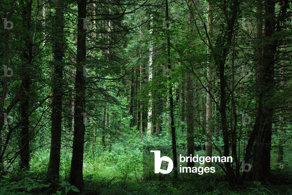 Forest in Archdale Country Park, Lower Lough Erne, County Fermanagh, Northern Ireland, UK (photo)
