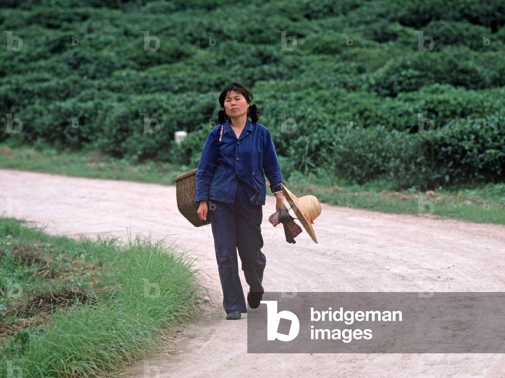 Chinese tea pickers returning home, Hangzhou Tea Company plantation, Hangzhou, Zhejiang Province, China (photo)