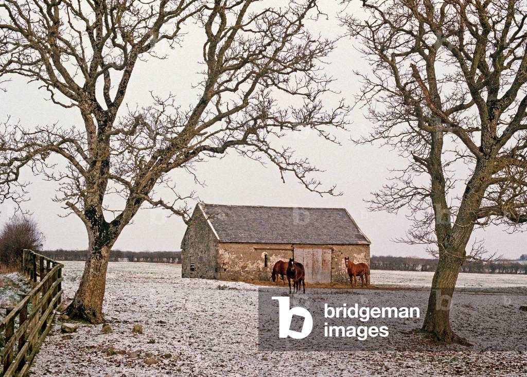 Horse In Snow In Fox Hunting Farm, County Kilkenny, Ireland. Hunting Referred To By W. B. Yeats In 'Hound Voice'.  (photo)