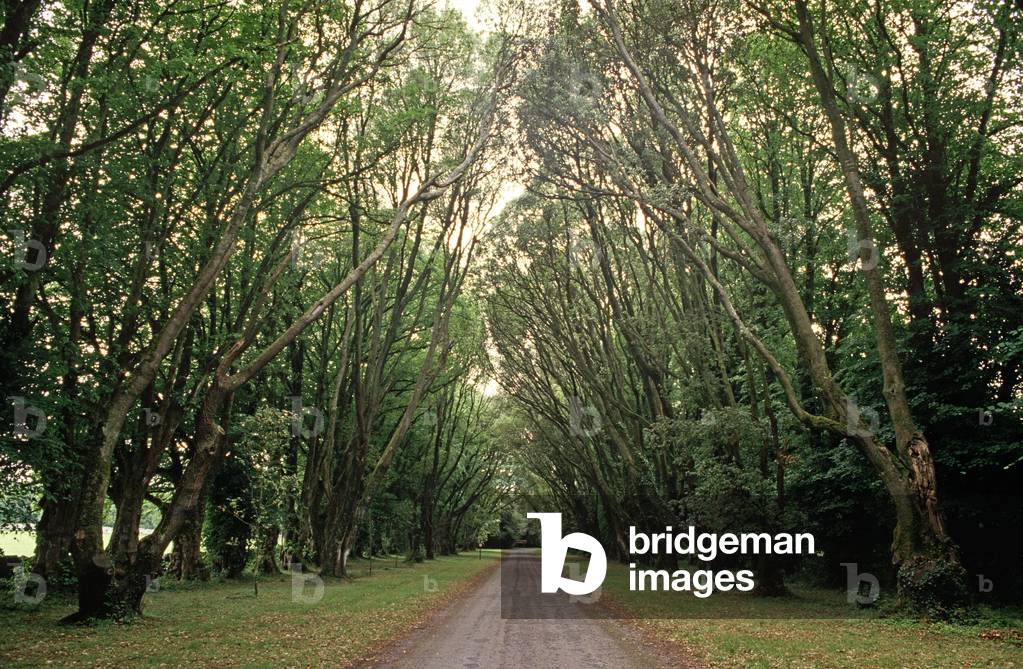 Avenue Leading To Coole Park Once The Home Of Lady Augusta Gregory Co-Founder Of The Abbey Theatre With W. B. Yeats And Edward Martyn Of Tulira Castle.  (photo)
