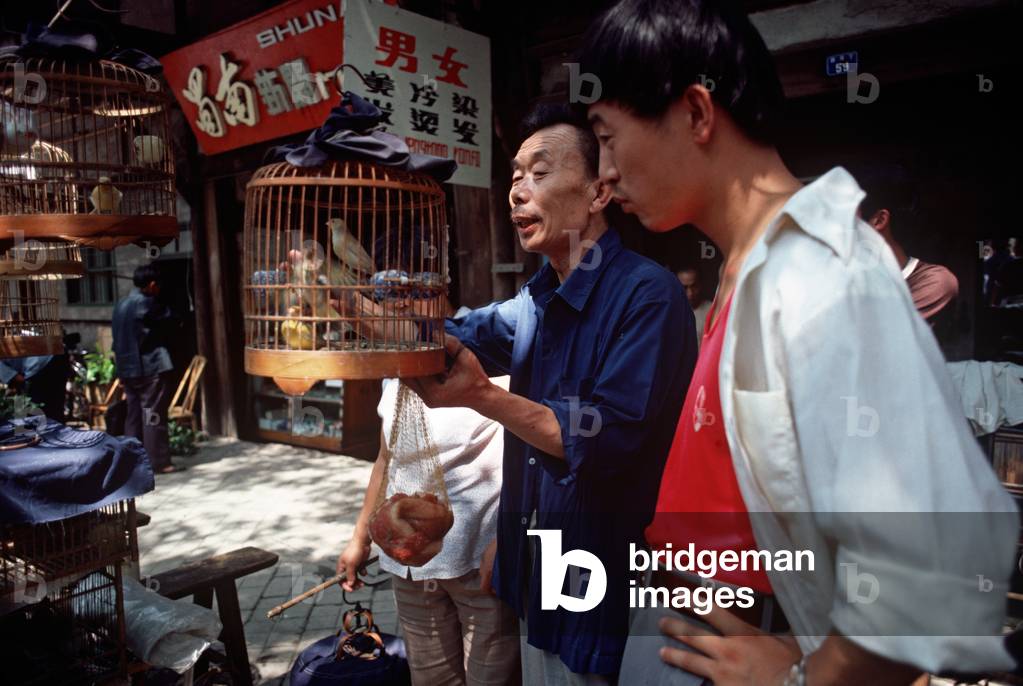 caged bird in Chegdu bird market, Sichuan Province, China (photo)