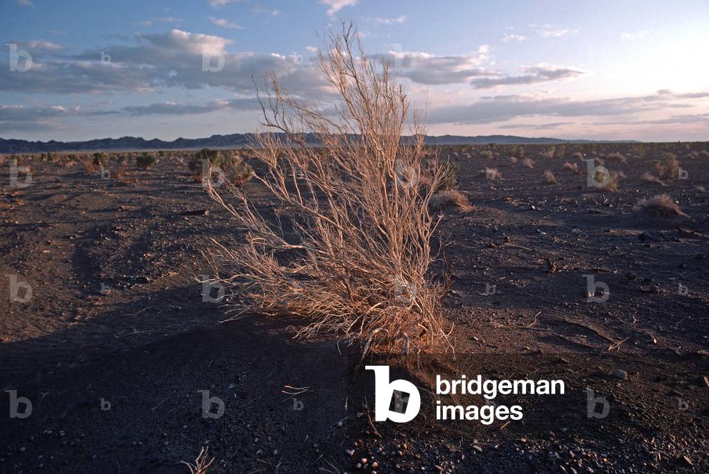 Wild desert shrubs in Gobi Desert, Gobi-Altai, Mongolia, Asia