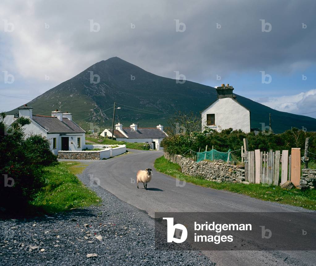 Sheep in Doogart Village, Achill Island, County Mayo, Ireland (photo)