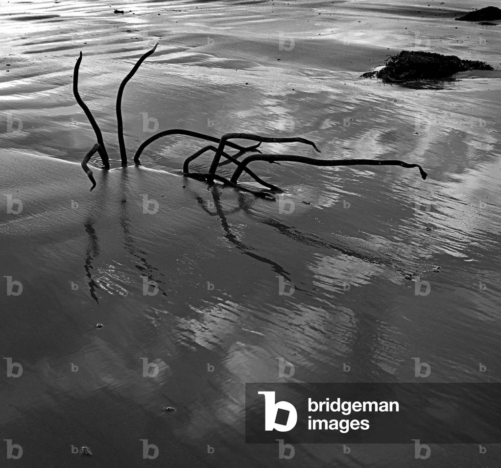 Irish Sea seaweed stalks,  Co Down, Northern Ireland (b/w photo)