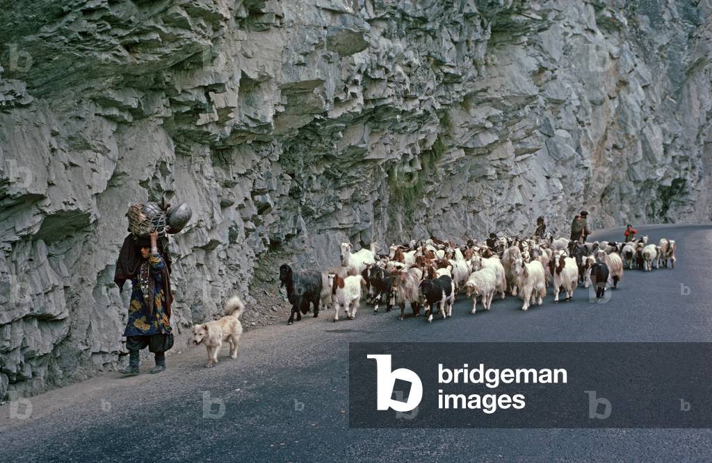 Tribesman family with goats on the Karakoram Highway, Gilgit-Baltistan Administrative Area, Pakistan (photo)