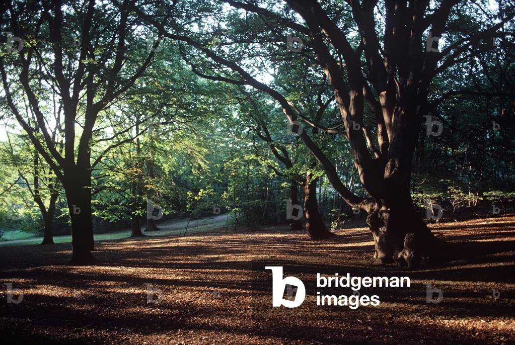 Early autumn, Hampstead Heath, North London, England, UK (photo)