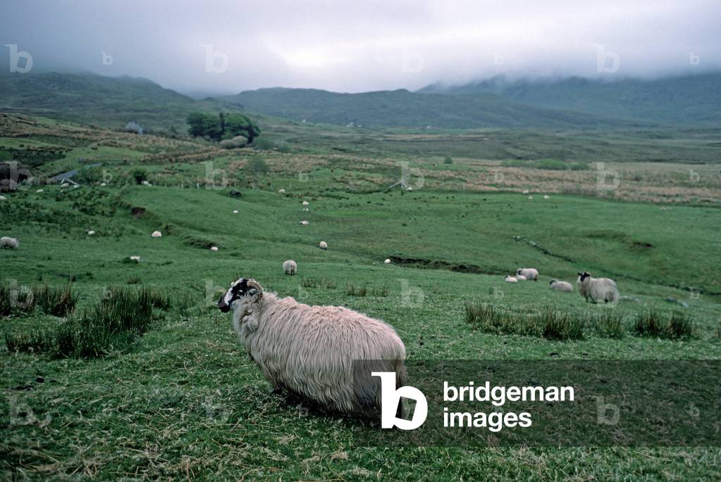 Sheep in the Blue Stack Mountains, Donegal, Ireland (photo)