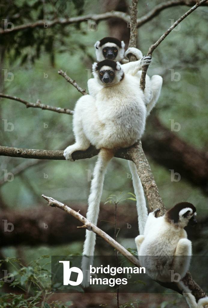 Sifaka Lemur, Madagascar, East Africa, Africa (photo)