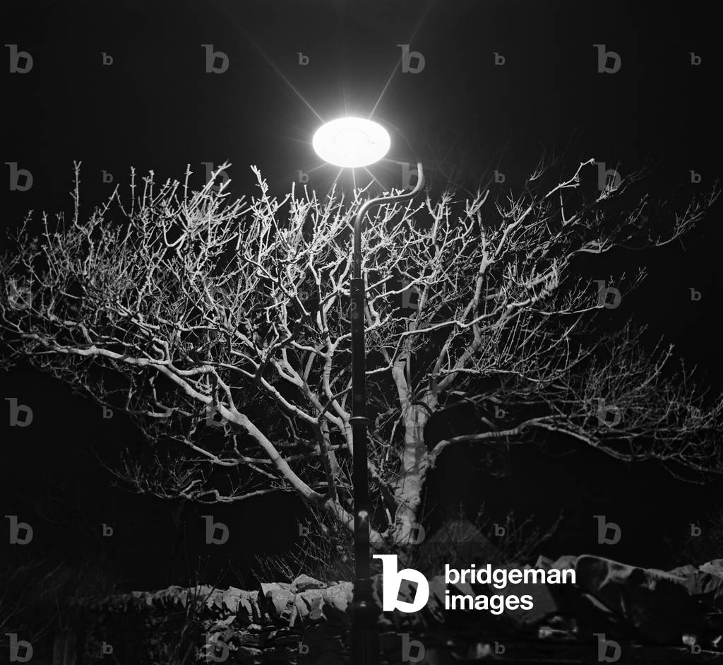 Lamp and tree at night, Co Down, Northern Ireland (b/w photo)