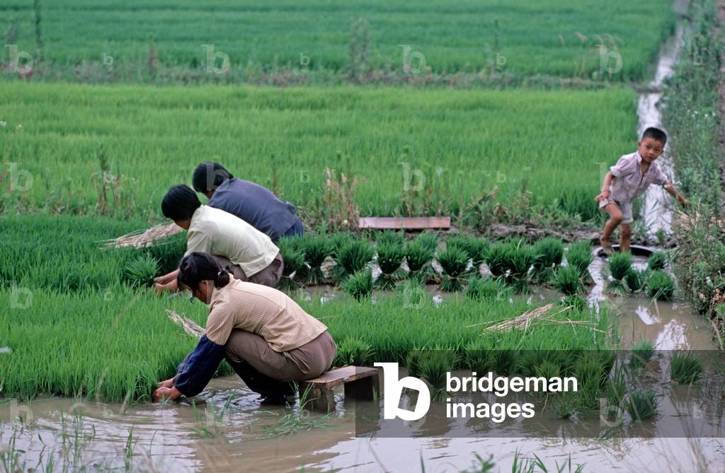 Chinese commune workers transplanting rice seedlings in puddled and level fields, Nanjing, Jiangsu Province, China (photo)