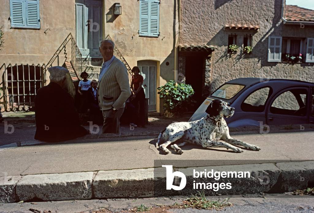 Dalmatian dog basking in the sun, Grimaud Village, Cote D'Azur, France (photo)
