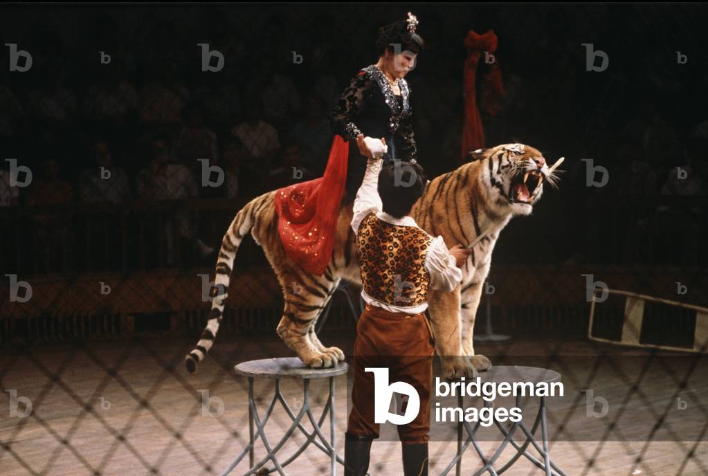 Circus act with tiger in Shanghai Circus, Shanghai, China (photo)