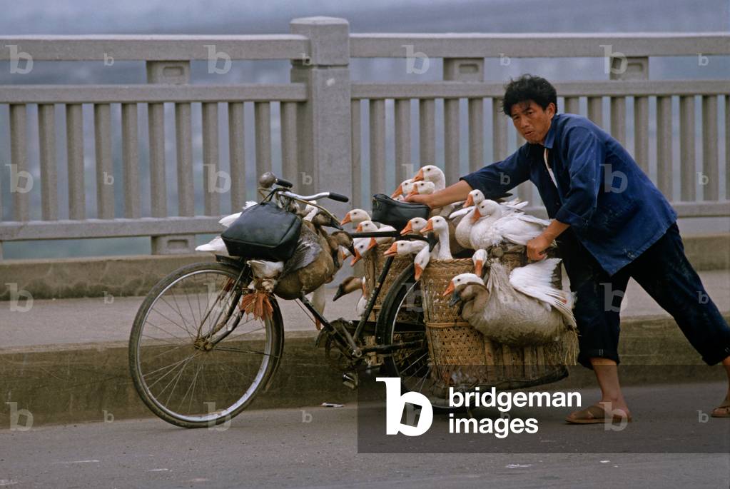Geese transported by bicycle on way to market over the Yangtze River Bridge, Nanjing, China (photo)