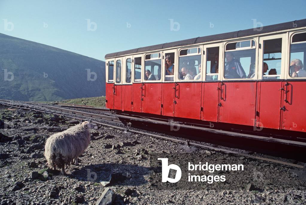 Passengers observing sheep on way to Mount Snowdown, Wales, United Kingdom, 1991 (photo)