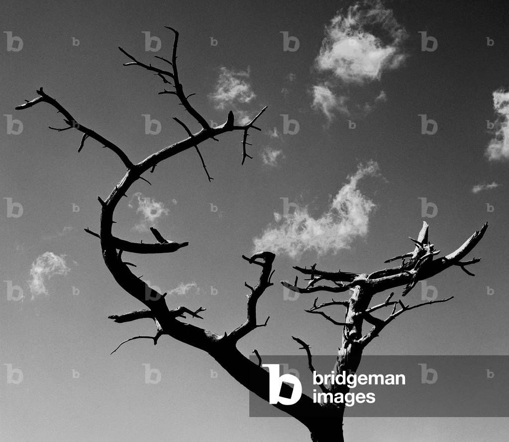 Dead tree, Co Down, Northern Ireland (b/w photo)
