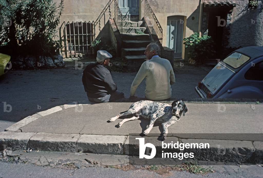 Dalmatian dog basking in the sun, Grimaud Village, Cote D'Azur, France (photo)