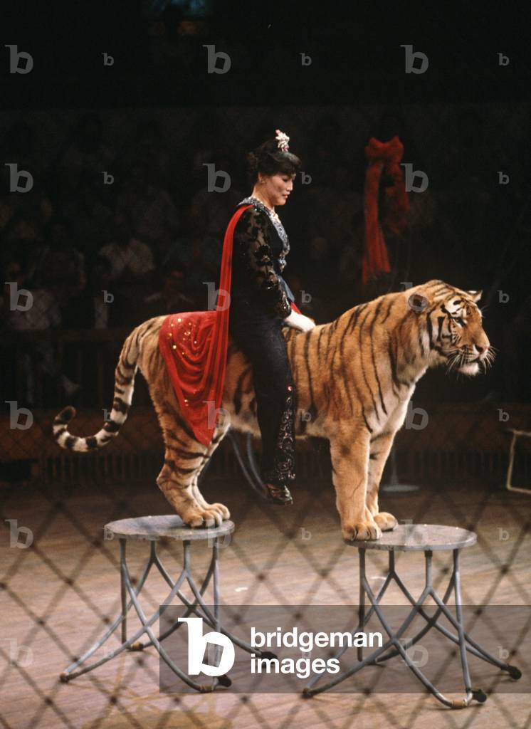 Circus act with tiger in Shanghai Circus, Shanghai, China (photo)