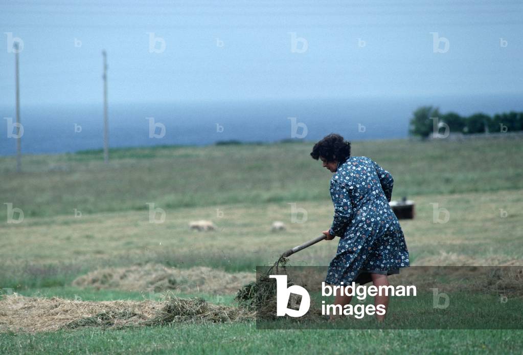 Turning over cut grass, Island of Ushant, Brittany, France (photo)