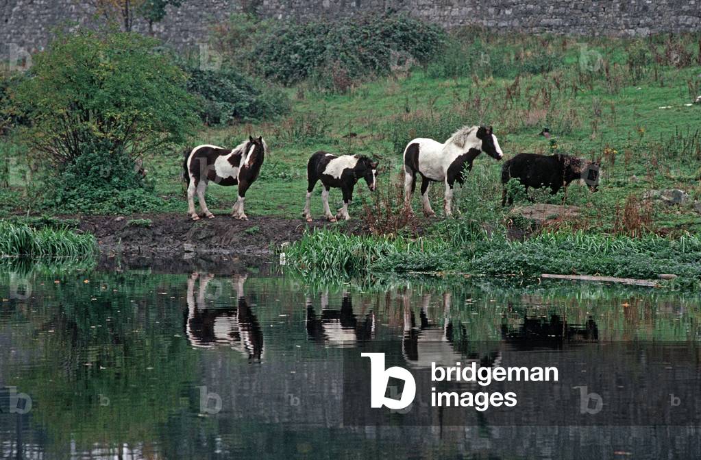 Travellers' ponies on the edge of the River Liffey near Lucan, County Dublin, Ireland (photo)